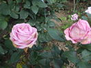 DSCF7961