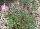 DSCF7964