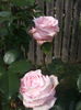 DSCF7965
