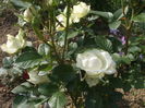 DSCF7966