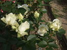 DSCF7967