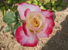 DSCF7971