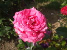 DSCF7972