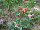 DSCF7978