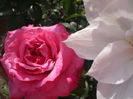 DSCF7981