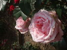 DSCF7982