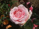 DSCF7983
