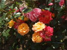 DSCF7984