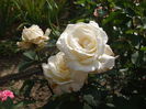 DSCF7985