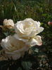 DSCF7986