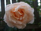 DSCF8012