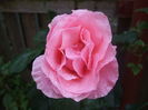 DSCF8013