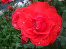 DSCF8015