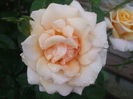 DSCF8016