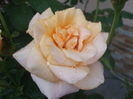 DSCF8018