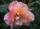 DSCF8019