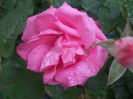 DSCF8021