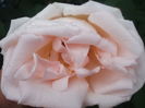 DSCF8022
