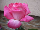 DSCF8025