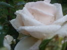 DSCF8027