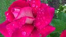 WP_20160812_17_30_09_Pro