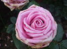 DSCF8042