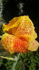 canna indica galbena stropita rosu