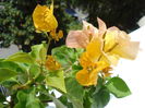 DSC06203
