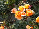 DSCN2386