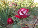 DSCN2400