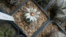 Turbinicarpus schwarzii