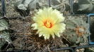 Astrophytum capricorne