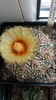 Astrophytum asterias cv. Superkabuto