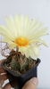 Astrophytum capricorne