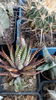 Haworthia fasciata