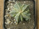 Astrophytum myriostigma cv. Fukuryu