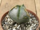 Astrophytum myriostigma nudum fma. tricostatum
