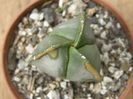 Astrophytum myriostigma nudum fma. tricostatum