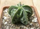 Astrophytum myriostigma cv. Fukuryu nudum