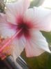Hibiscus Natal