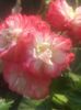 20160809_074832