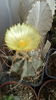 Astrophytum capricorne "CRASSISPINOIDES"