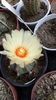 Astrophytum senile hb.