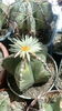 Astrophytum myriostigma v. nudum