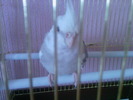 Fotografii-0161