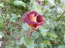 DSCN2475