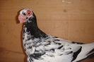 aceeasi