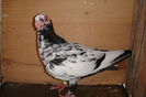 aceeasi