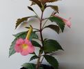 Achimenes Peach Glow