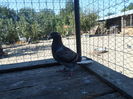 SAM_1453